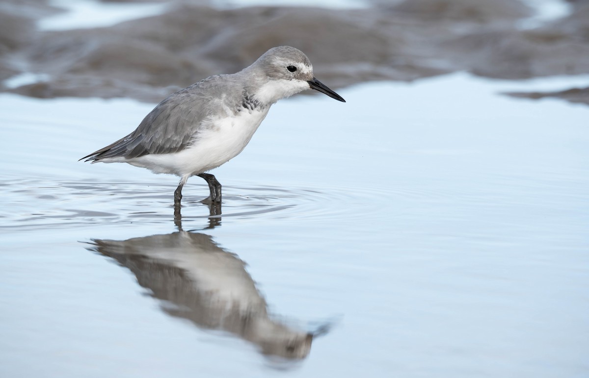 Wrybill - ML636334135