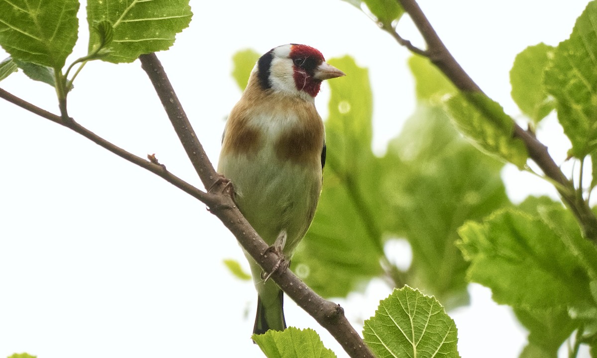 European Goldfinch - ML636334158