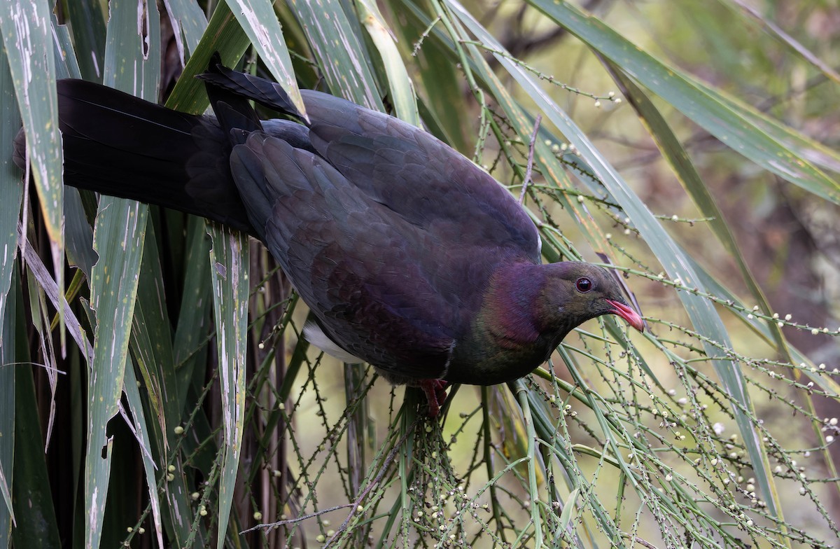 New Zealand Pigeon - ML636334175