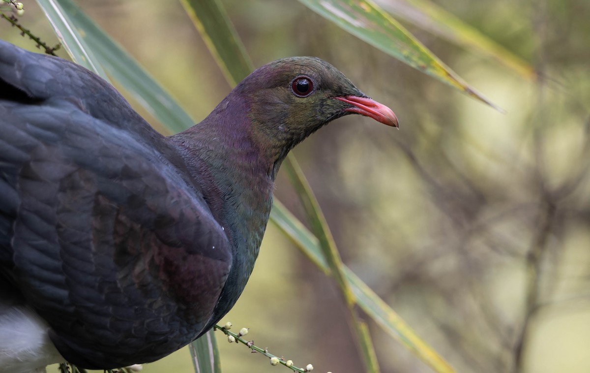 New Zealand Pigeon - ML636334177