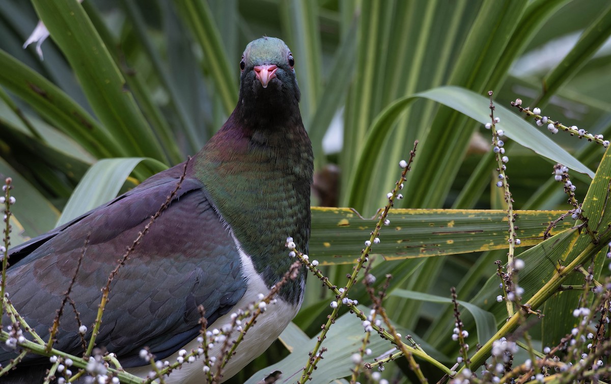 New Zealand Pigeon - ML636334179
