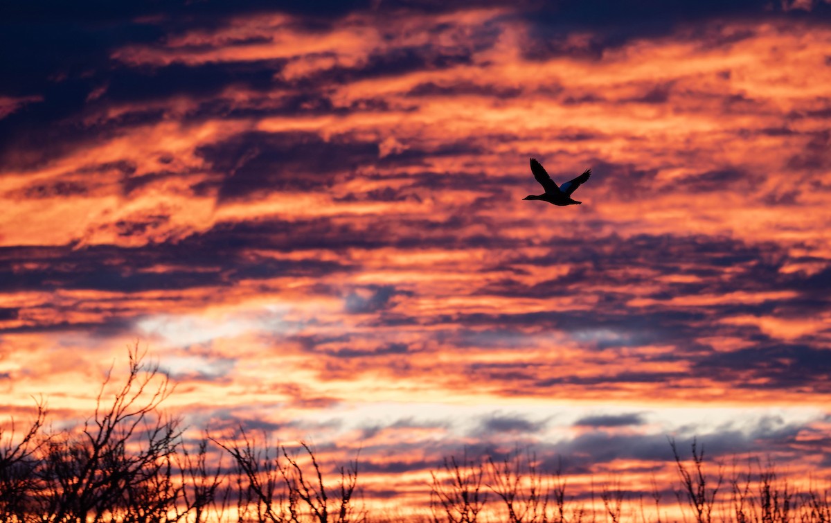 Paradise Shelduck - ML636334197