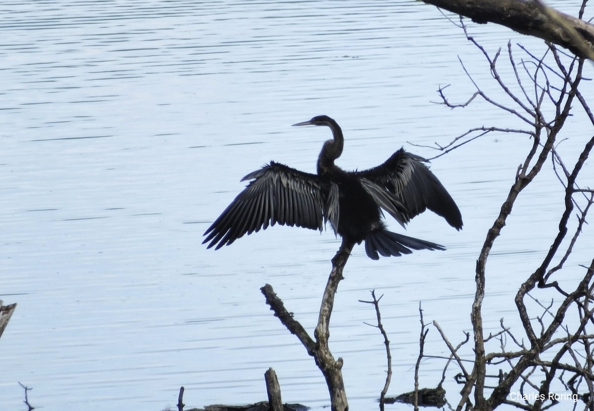 Oriental Darter - ML636334208