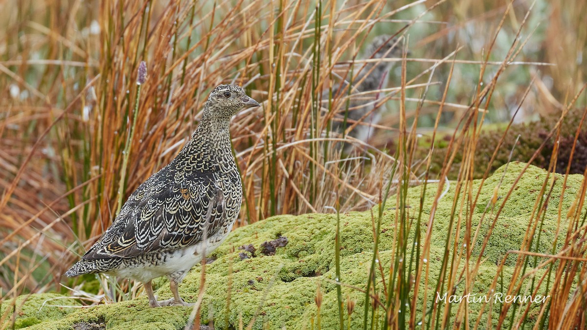 White-bellied Seedsnipe - ML636334323