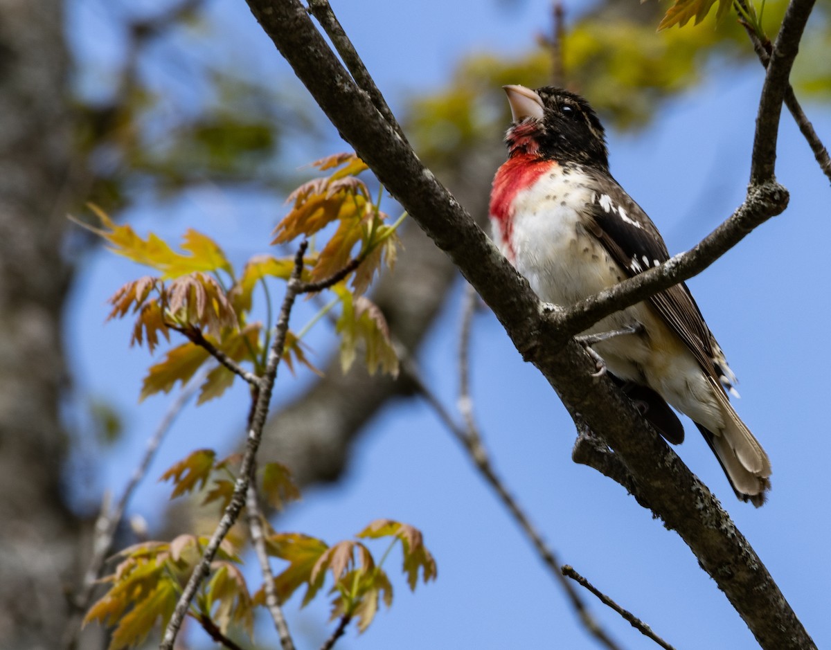 Rose-breasted Grosbeak - ML636334327