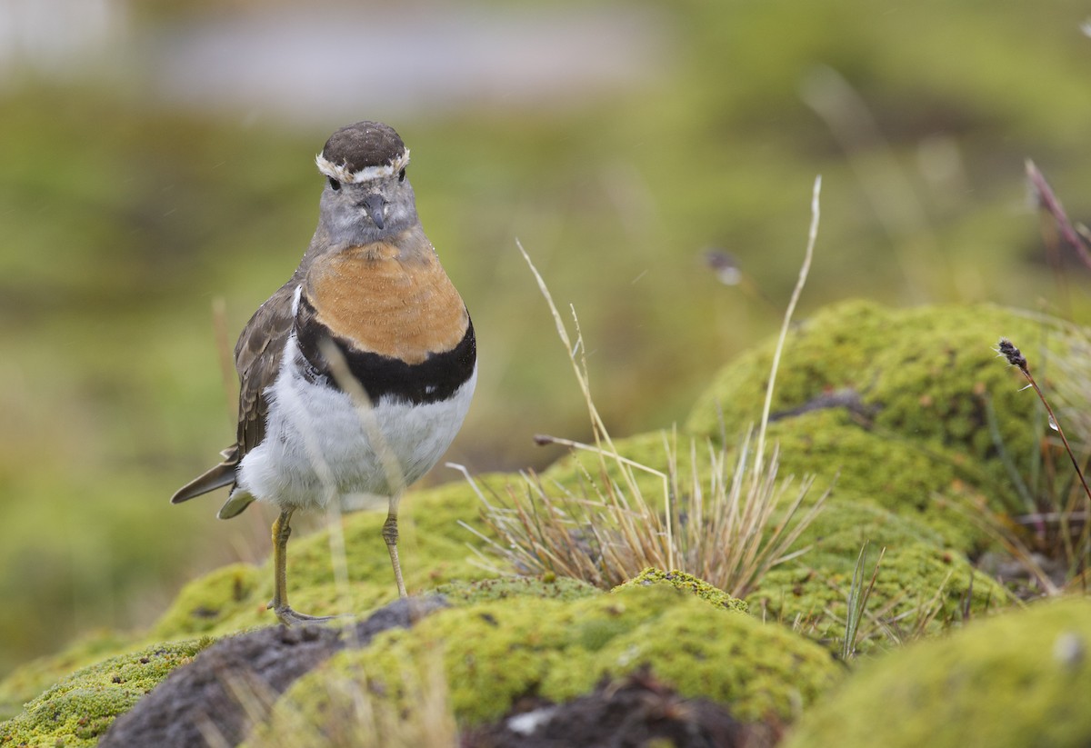 Rufous-chested Dotterel - ML636334329