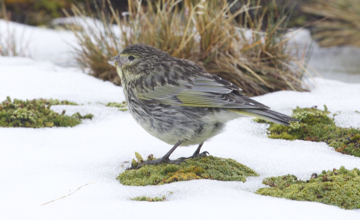 Yellow-bridled Finch - ML636334332
