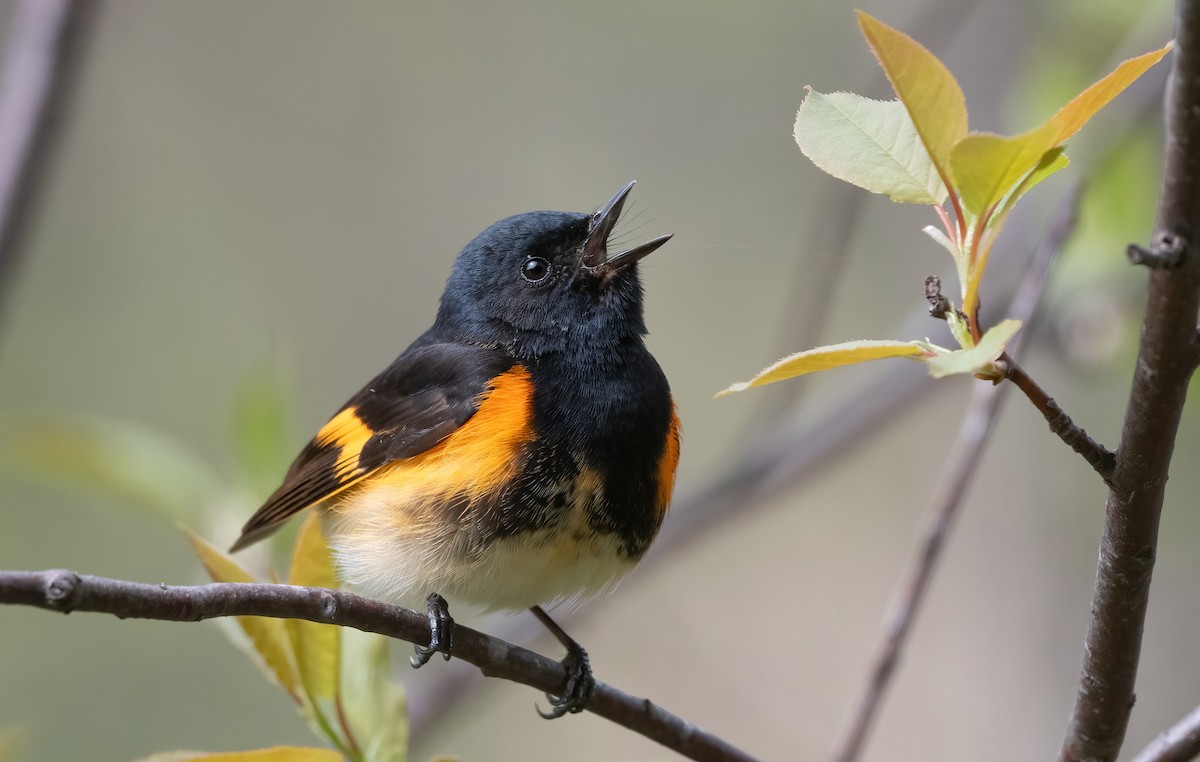 American Redstart - ML636334340