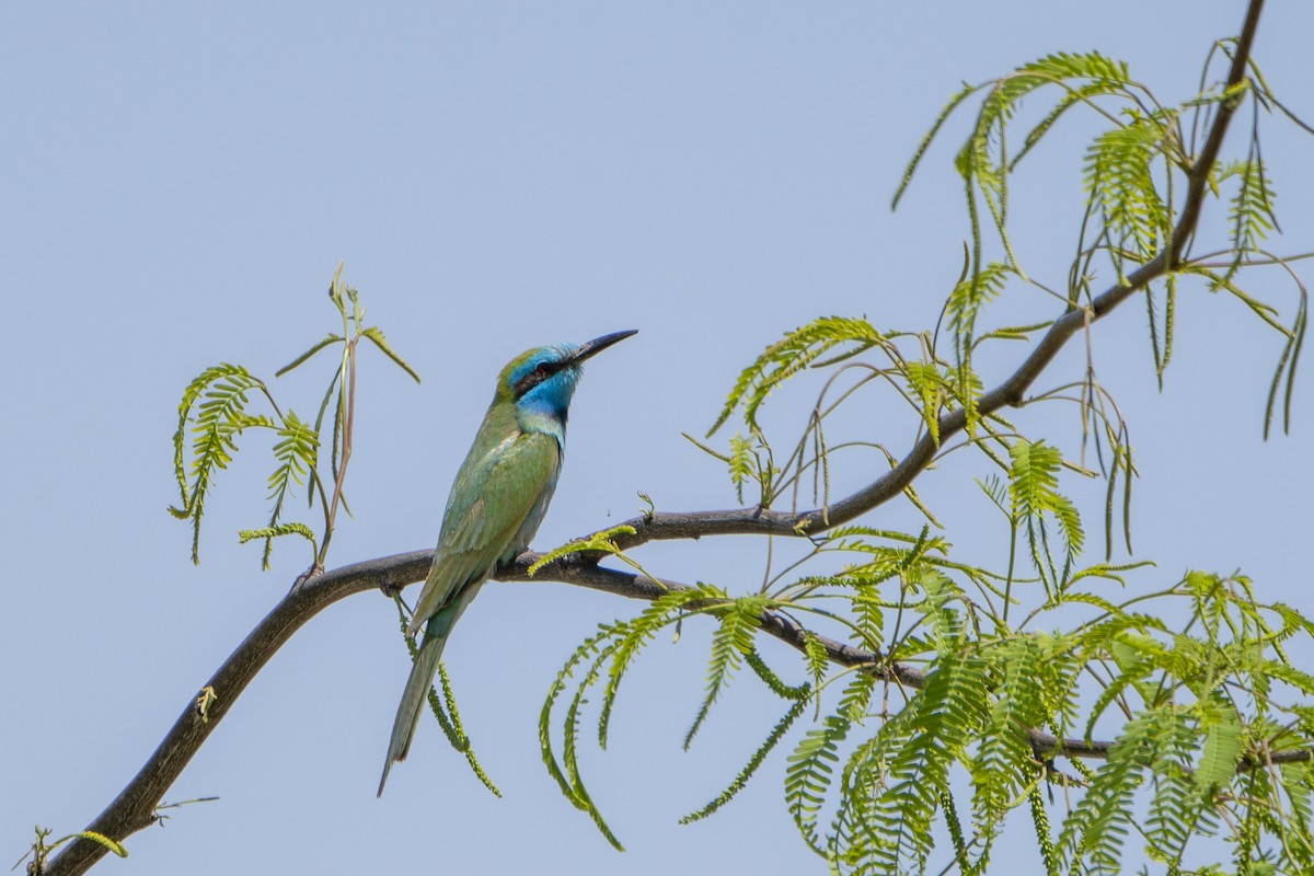 Arabian Green Bee-eater - ML636334364