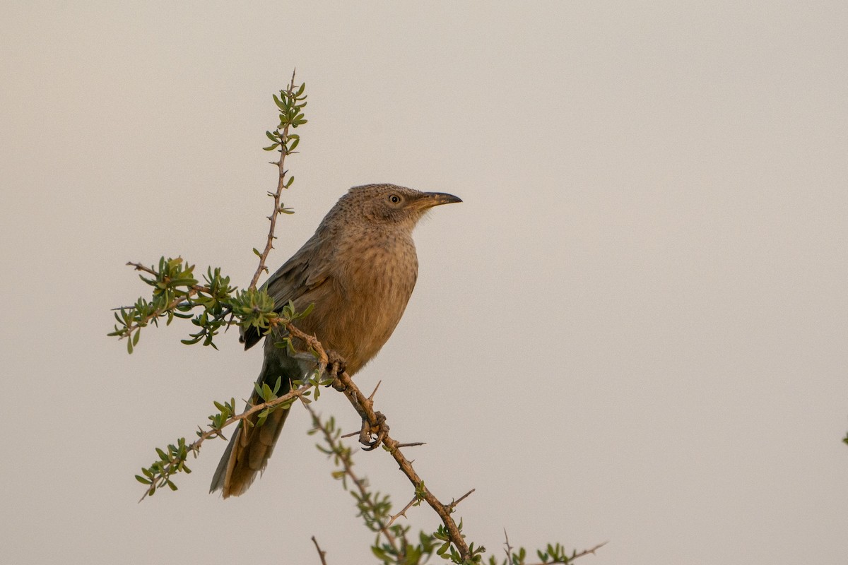 Arabian Babbler - ML636334373