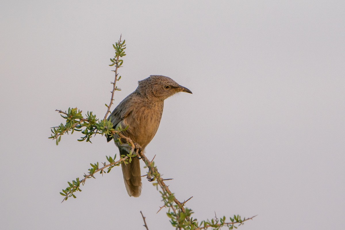 Arabian Babbler - ML636334374