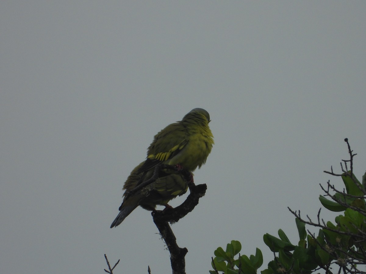 Orange-breasted Green-Pigeon - ML636334465