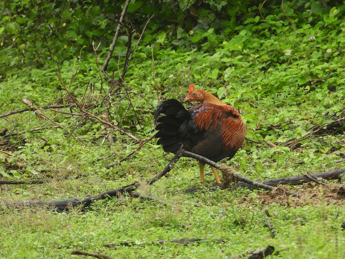 Sri Lanka Junglefowl - ML636334499