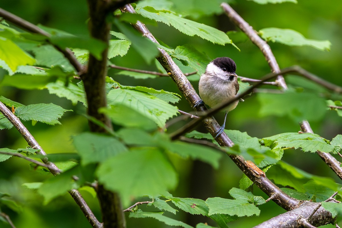 Mésange nonnette - ML636334619