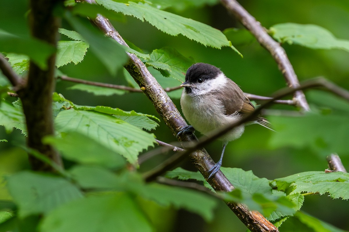 Mésange nonnette - ML636334642