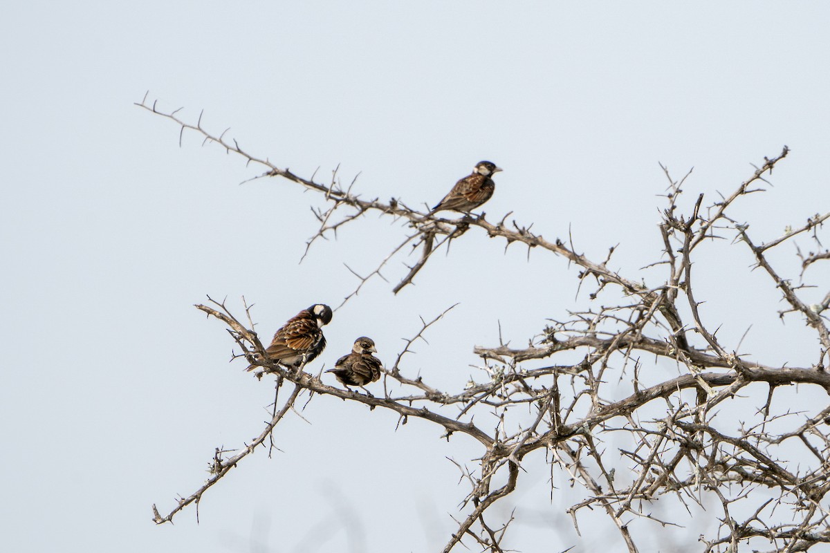 Chestnut-backed Sparrow-Lark - ML636334729