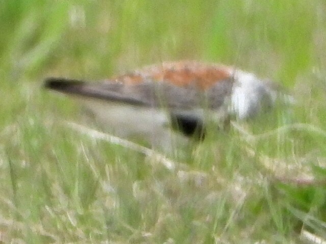 Dunlin - ML636334760