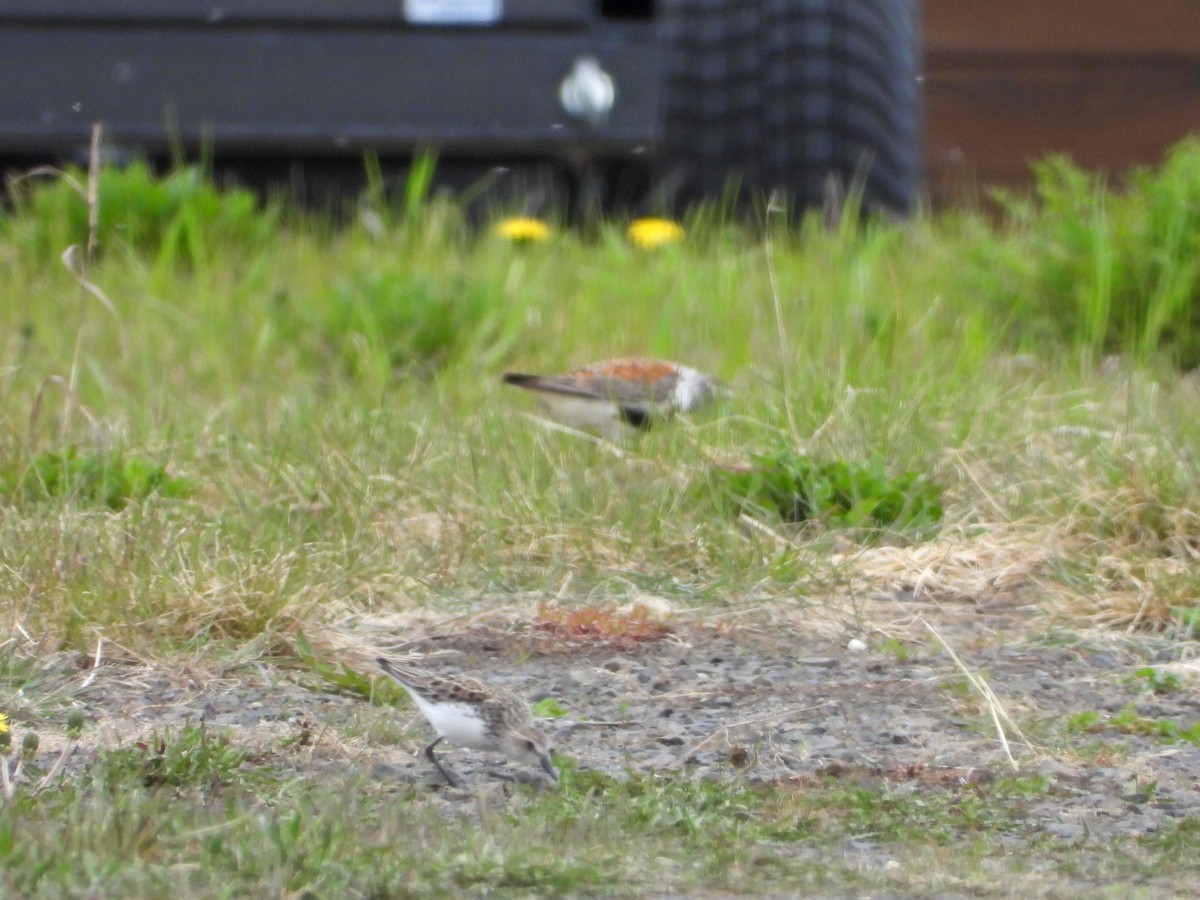 Dunlin - ML636334761
