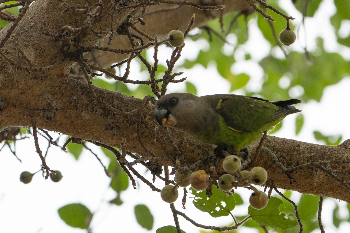 Brown-headed Parrot - ML636334774