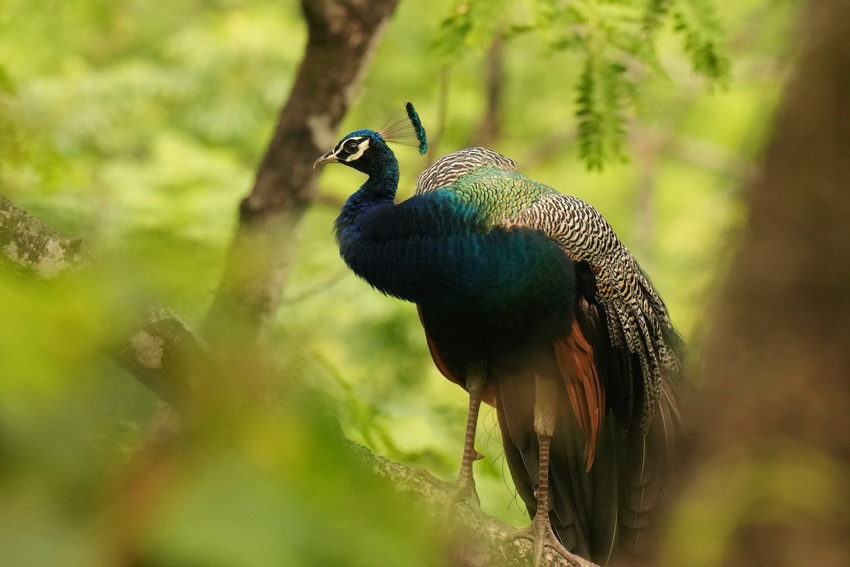 Indian Peafowl - ML636334779