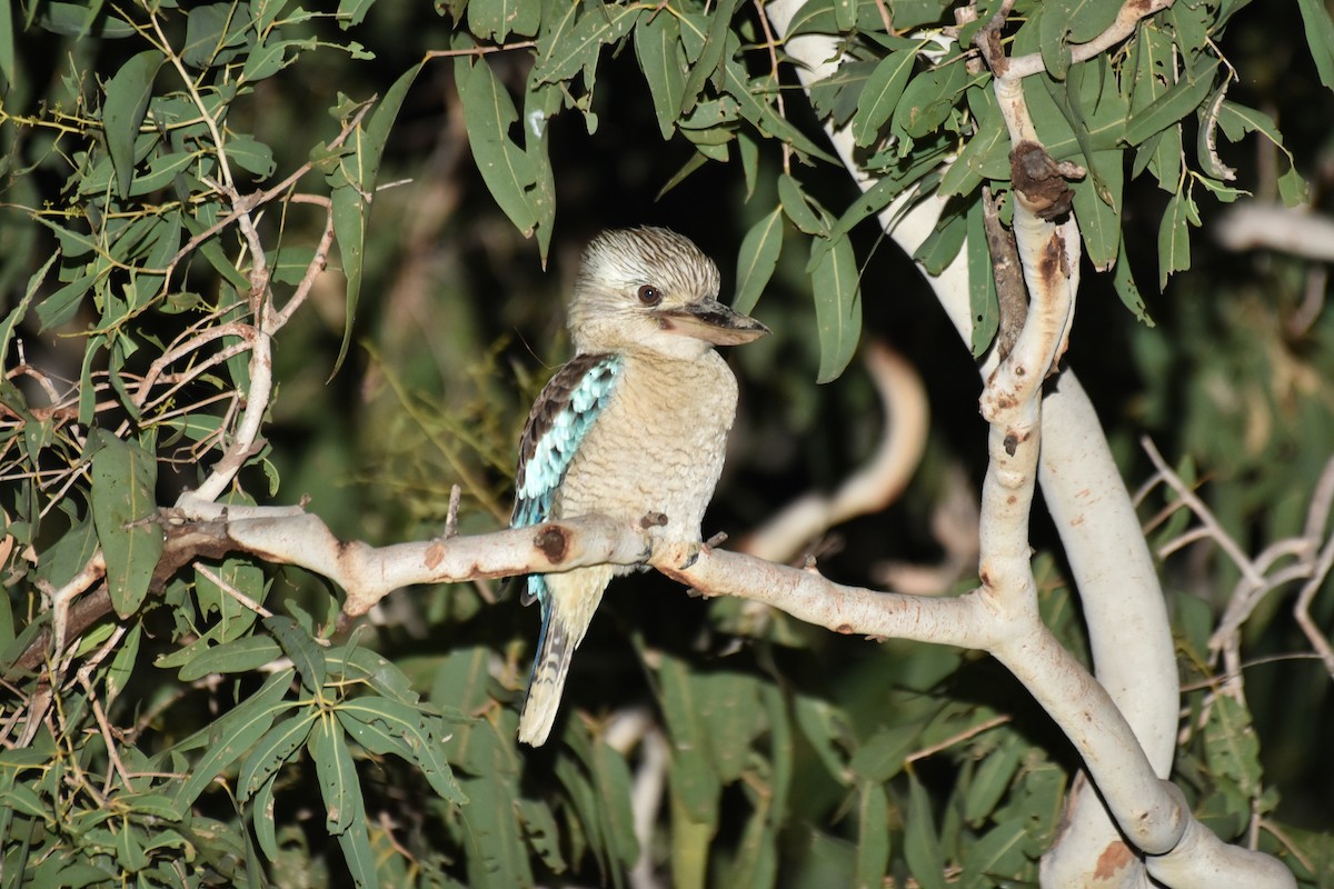 Blue-winged Kookaburra - ML636334792