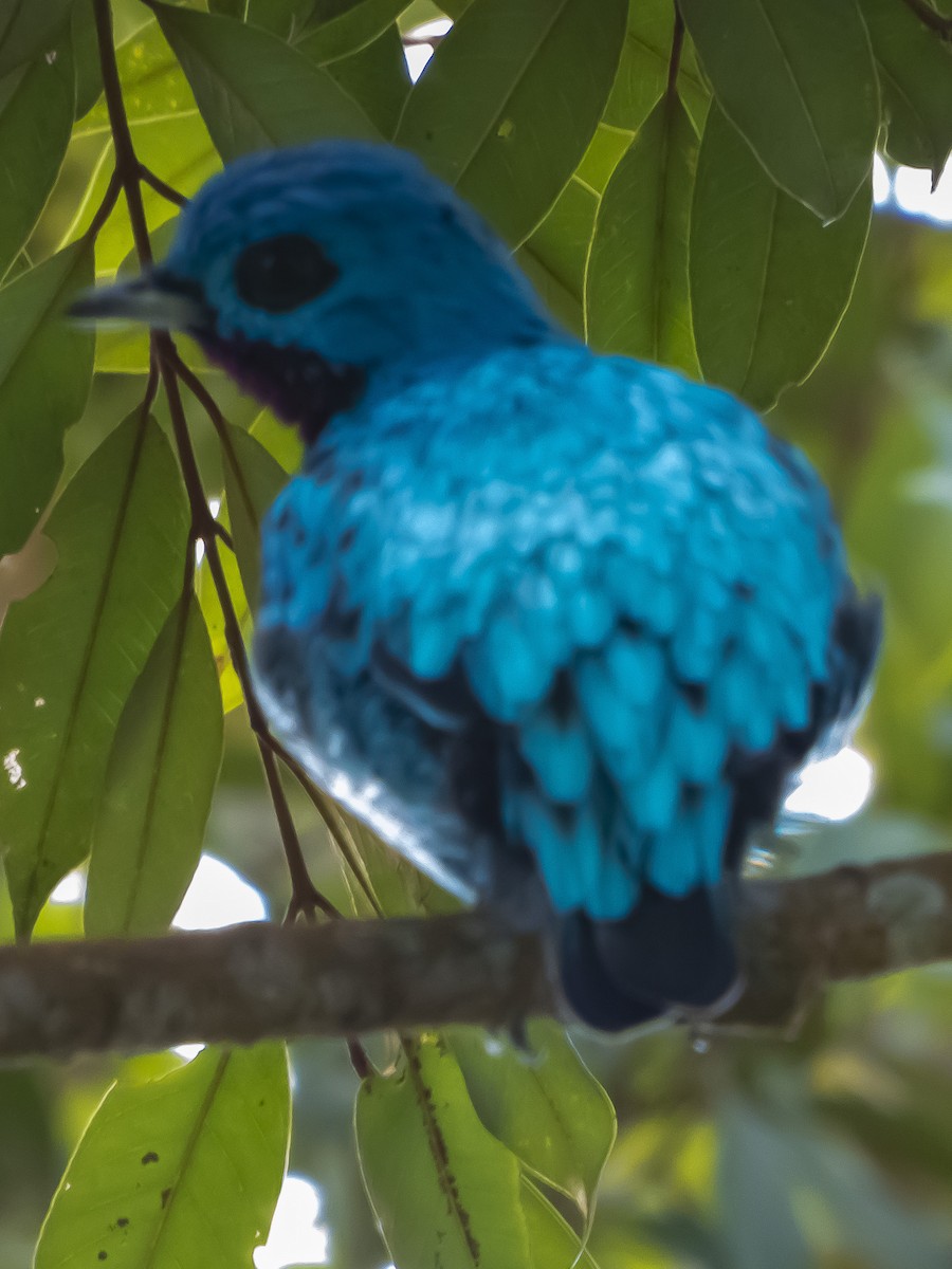 Blue Cotinga - ML636334816