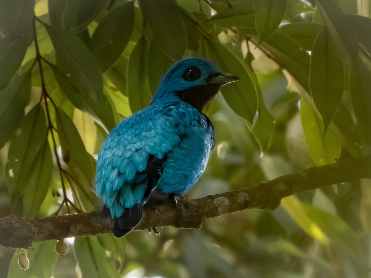 Blue Cotinga - ML636334817