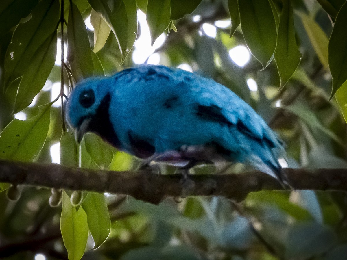Blue Cotinga - ML636334818