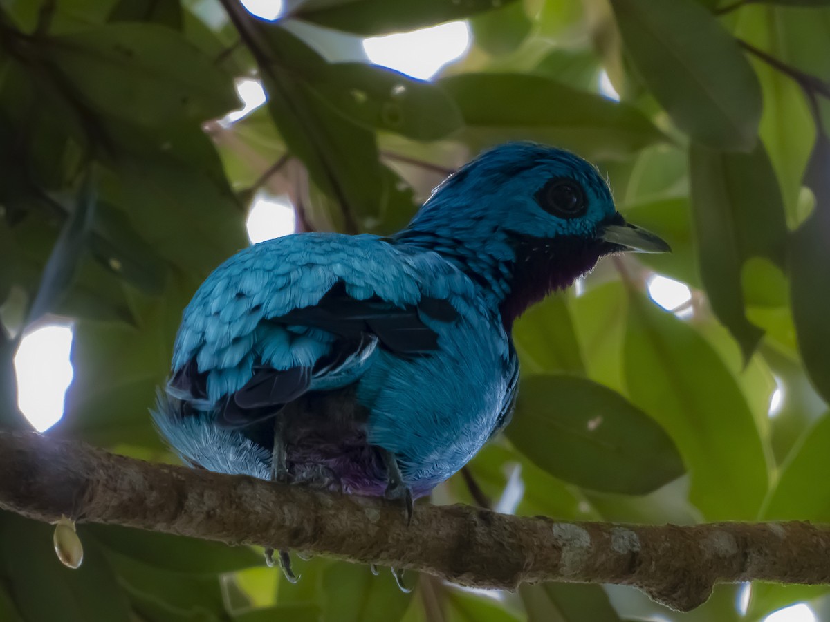 Blue Cotinga - ML636334819