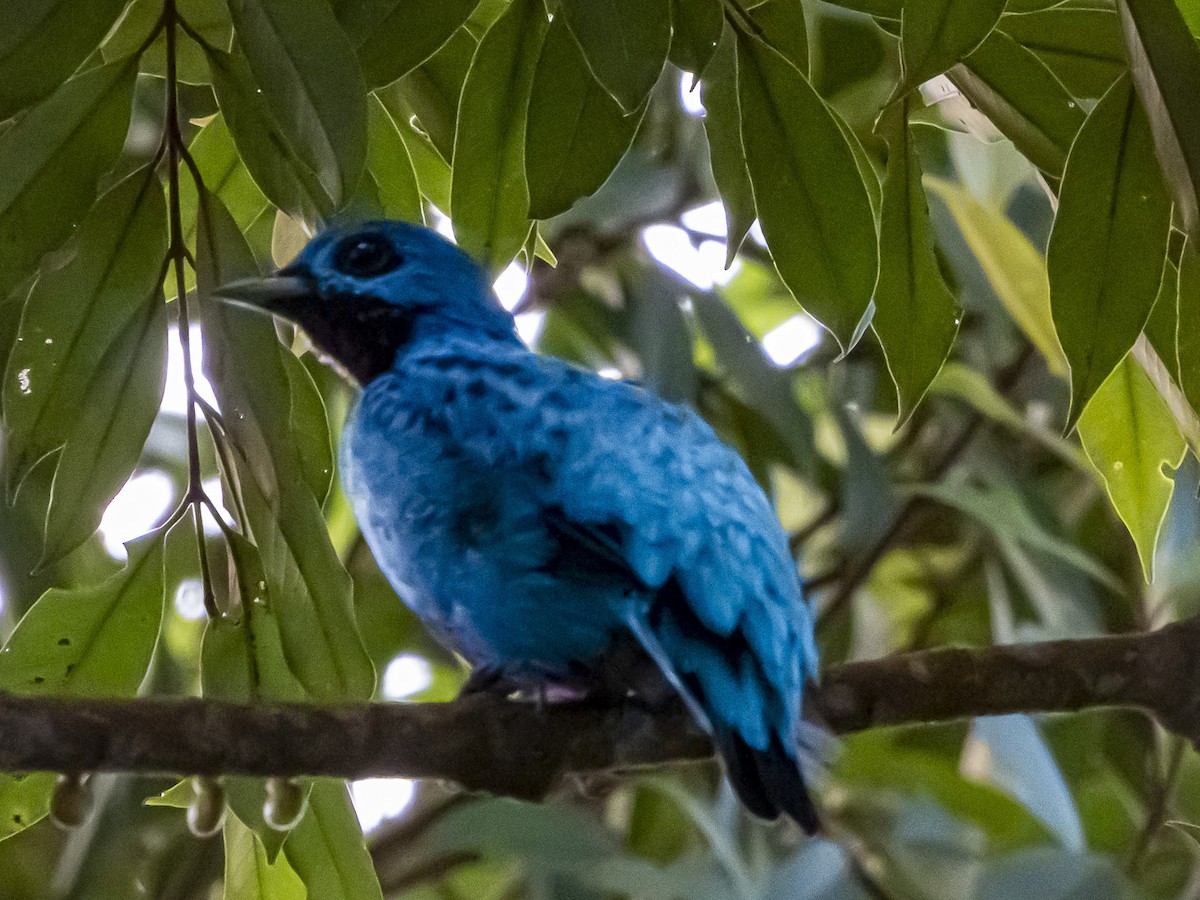 Blue Cotinga - ML636334820