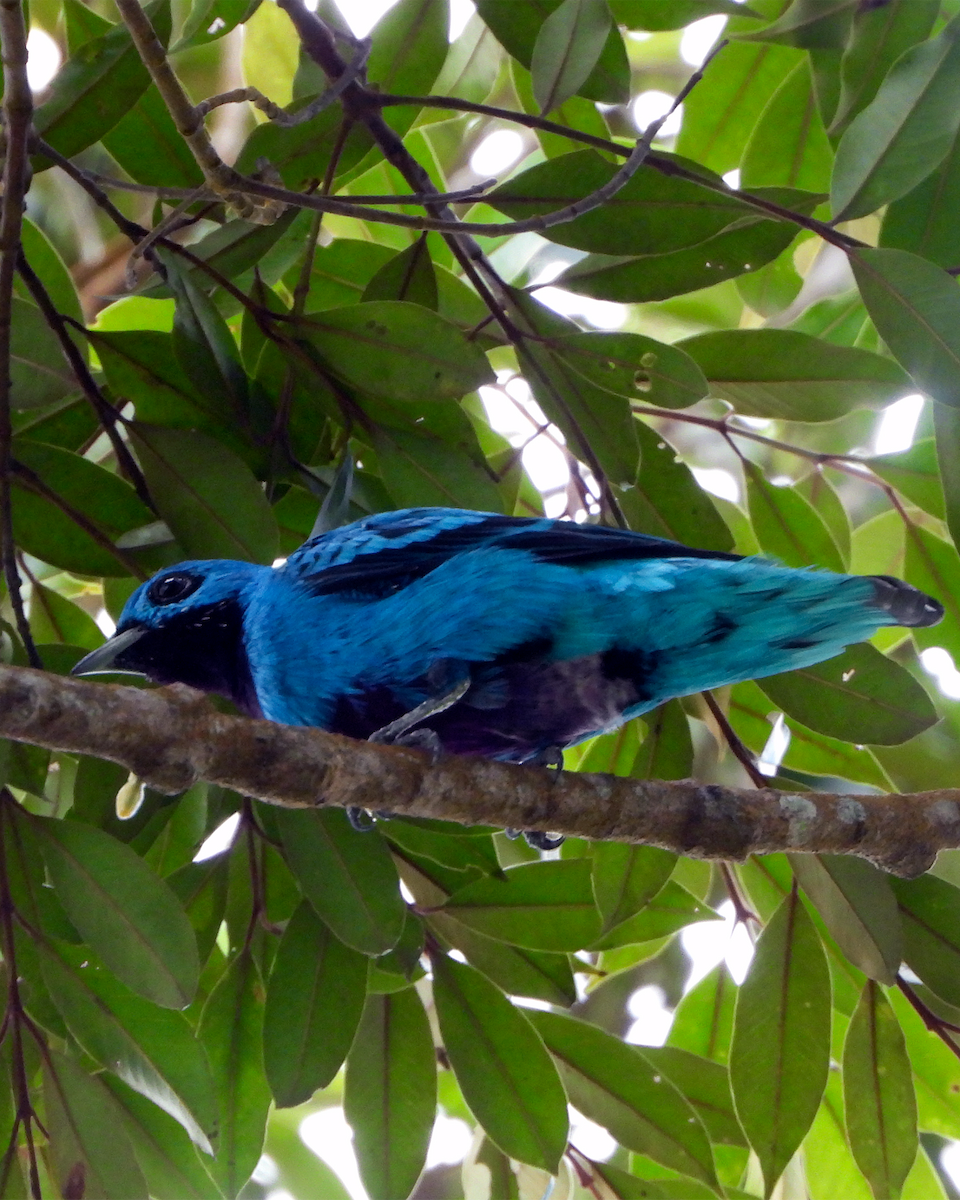 Blue Cotinga - ML636334822