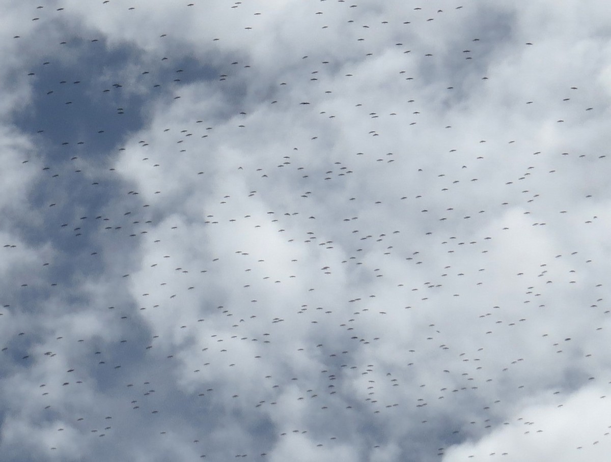 White Stork - ML636334835