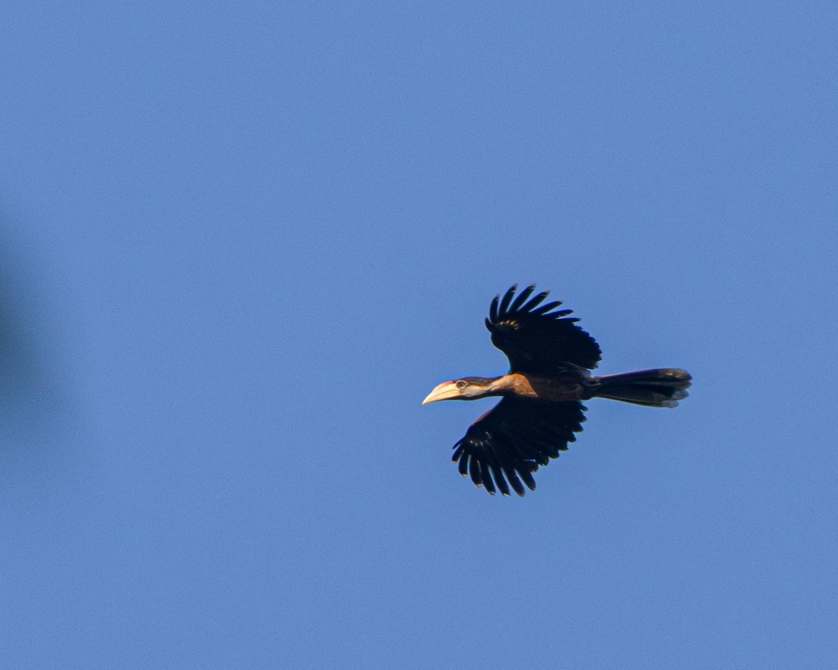 Brown Hornbill - ML636334840