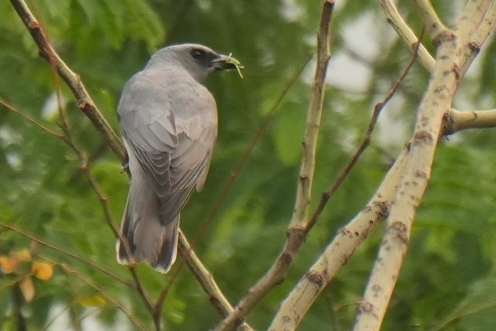 Oriental Cuckooshrike - ML636334927