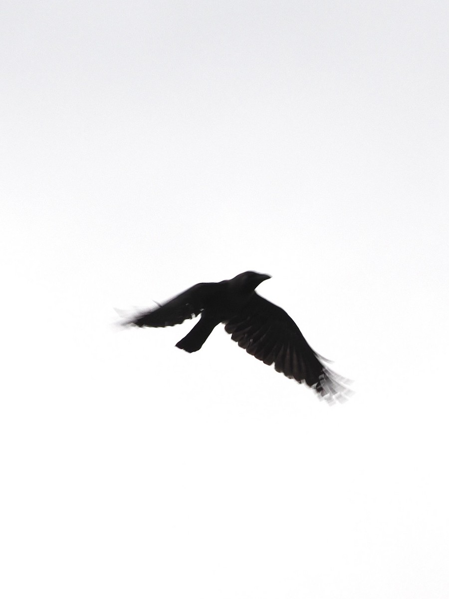 House Crow - ML636334965