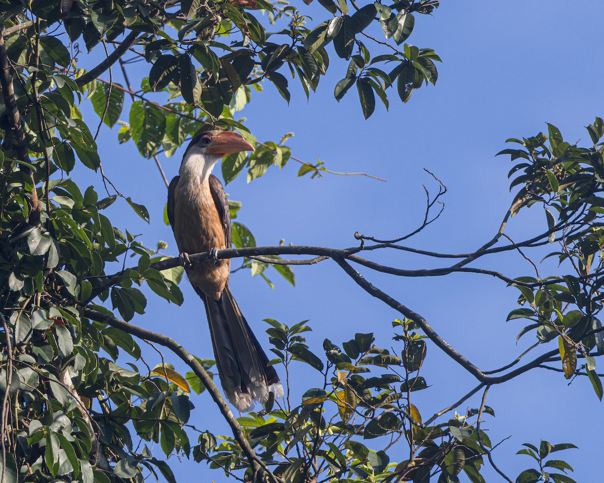 Brown Hornbill - ML636334973