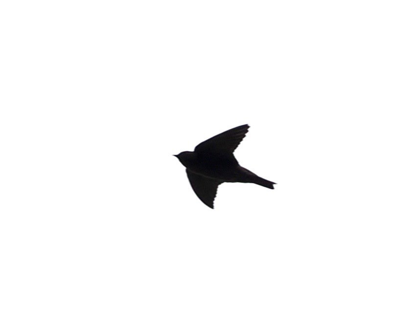 Dusky Crag-Martin - ML636335001