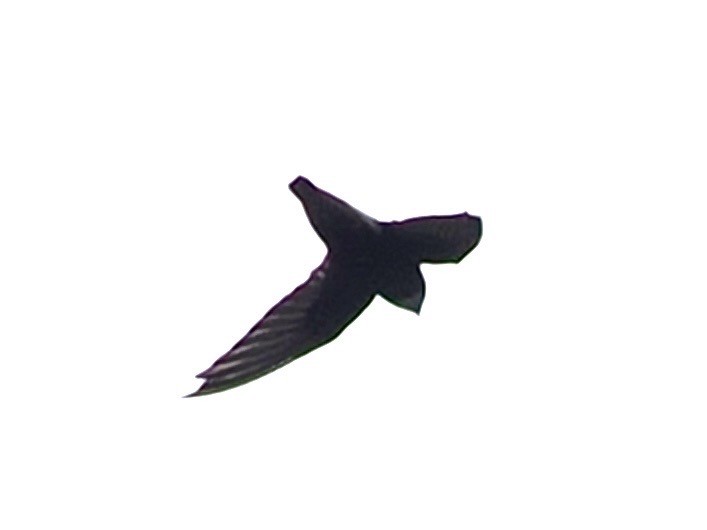 Dusky Crag-Martin - ML636335002