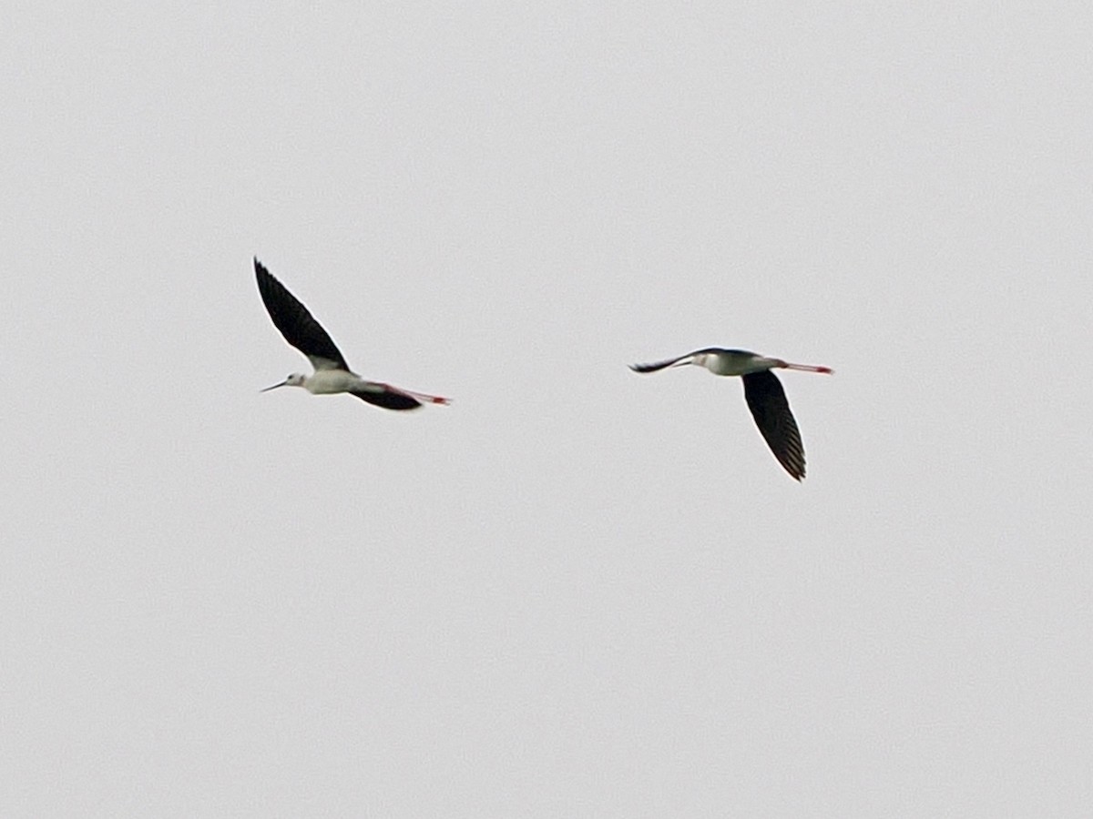 Black-winged Stilt - ML636335025