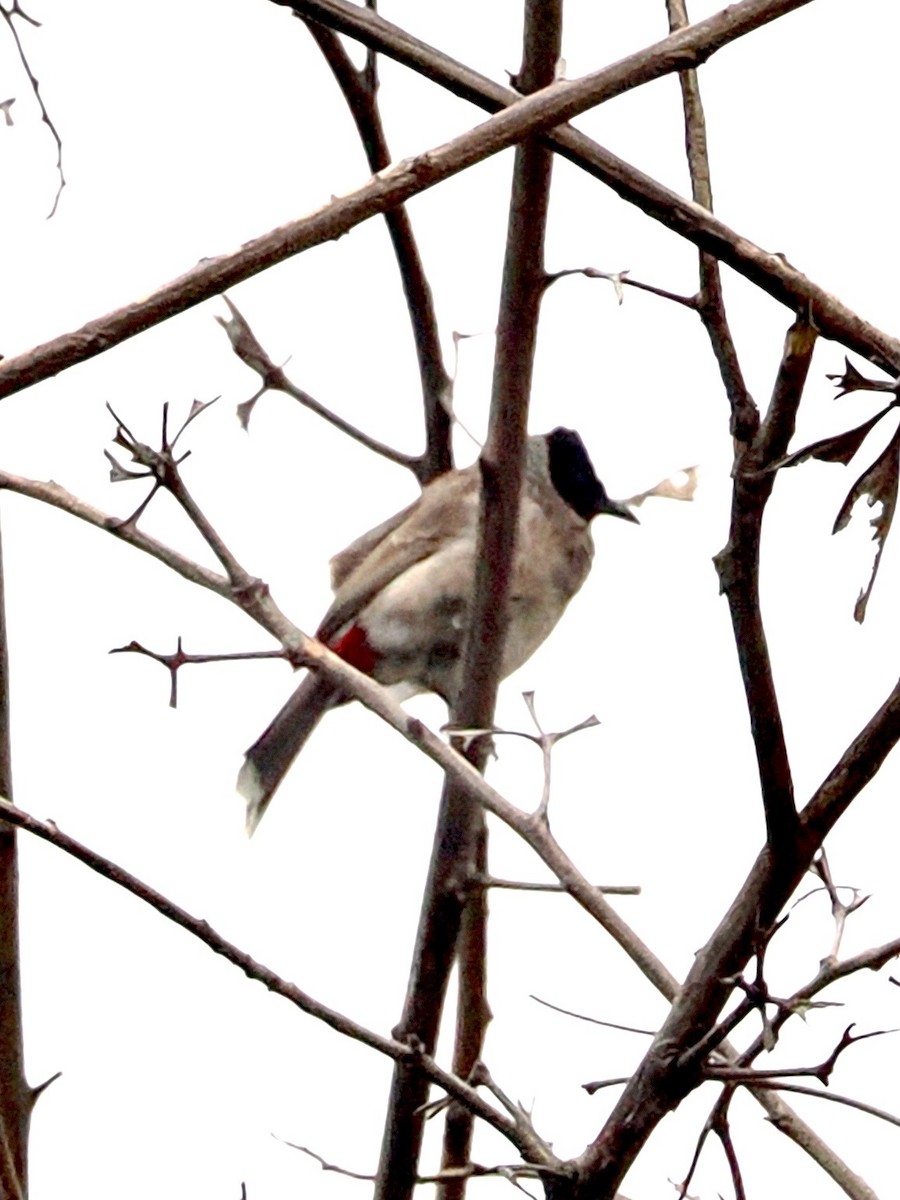 Red-vented Bulbul - ML636335055