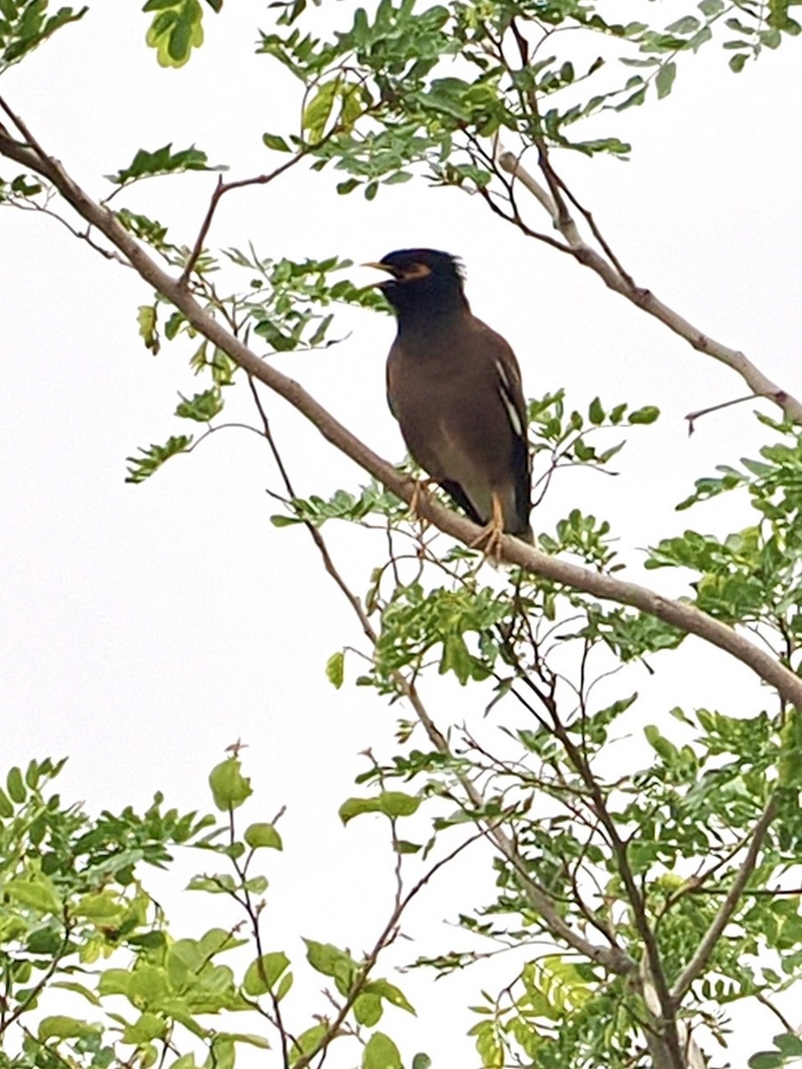 Common Myna - ML636335074