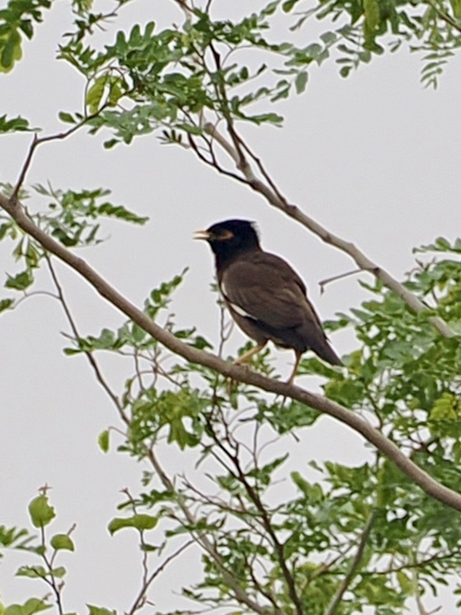 Common Myna - ML636335075