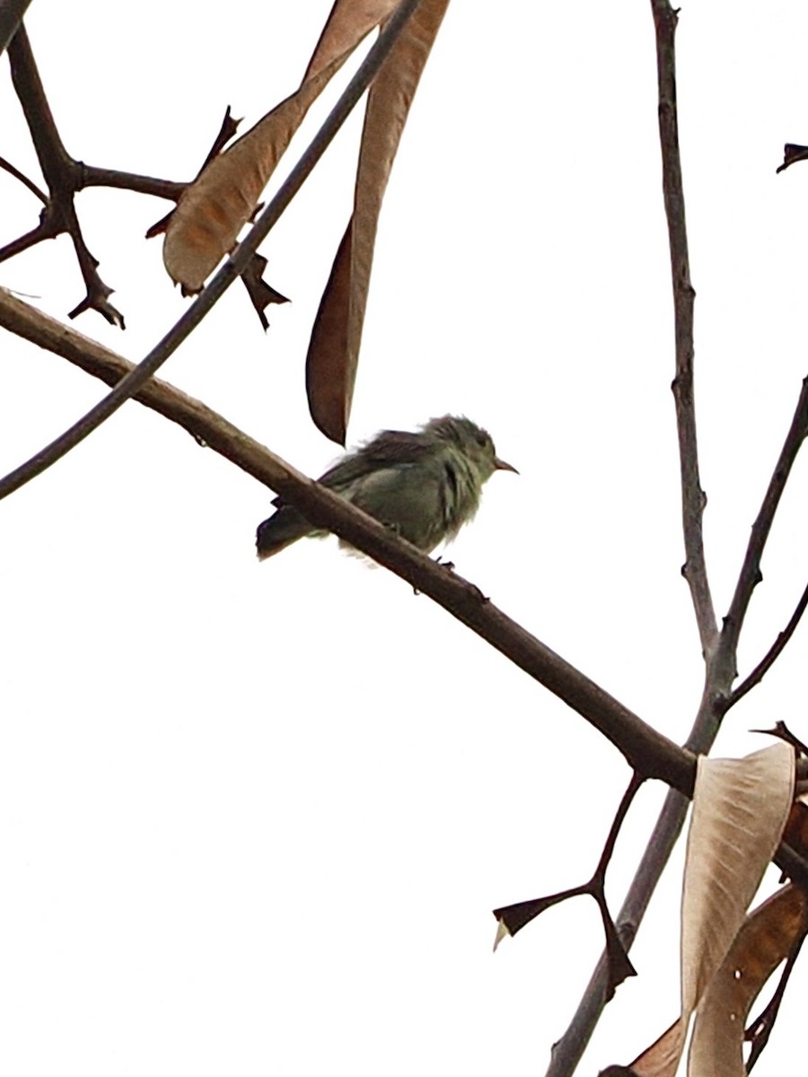 Pale-billed Flowerpecker - ML636335100
