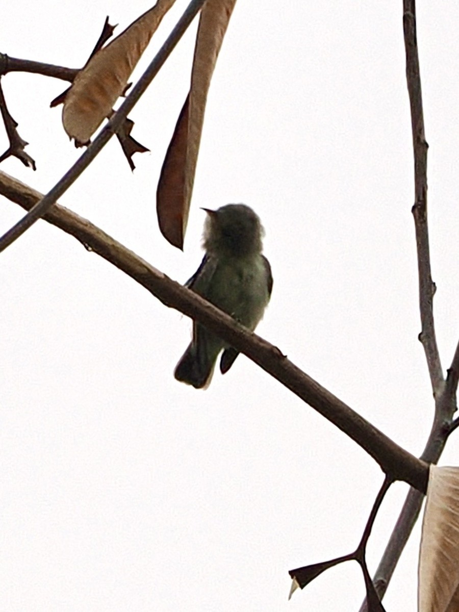 Pale-billed Flowerpecker - ML636335101