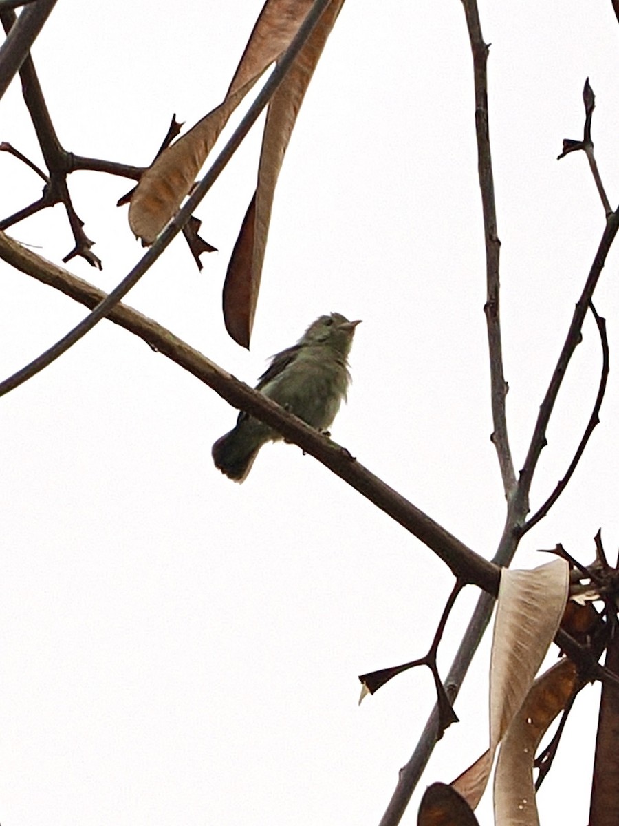 Pale-billed Flowerpecker - ML636335102