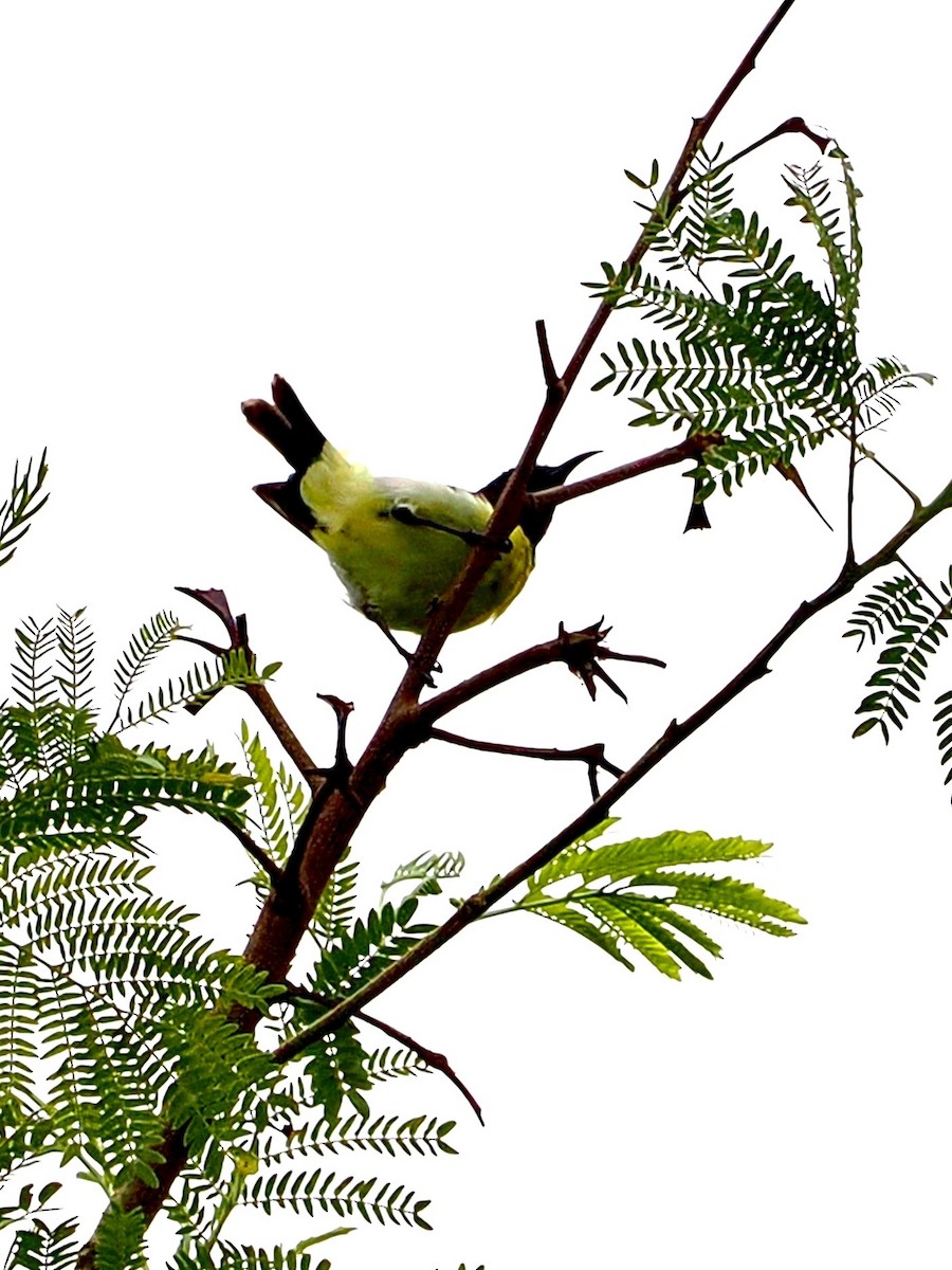 Purple-rumped Sunbird - ML636335128