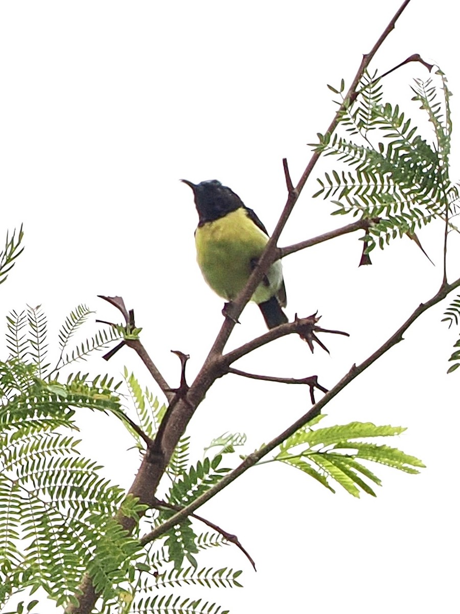 Purple-rumped Sunbird - ML636335129