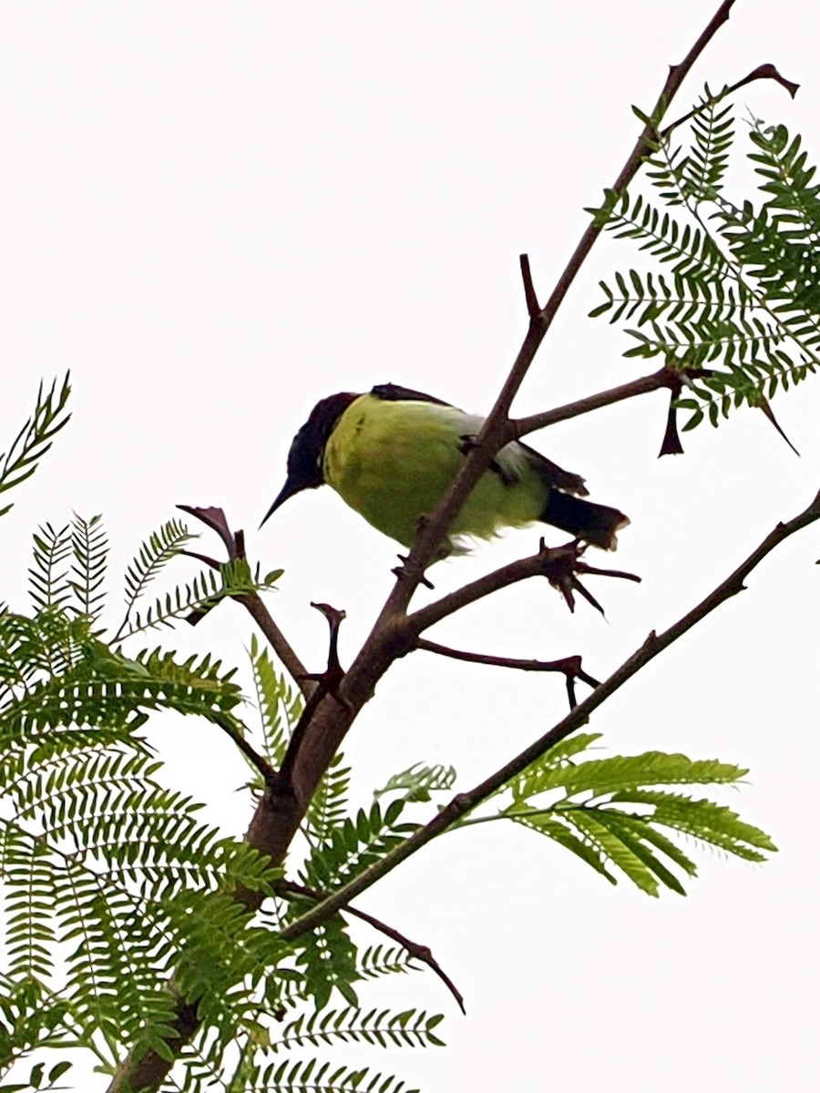 Purple-rumped Sunbird - ML636335130