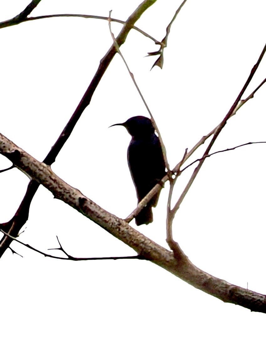 Purple Sunbird - ML636335151