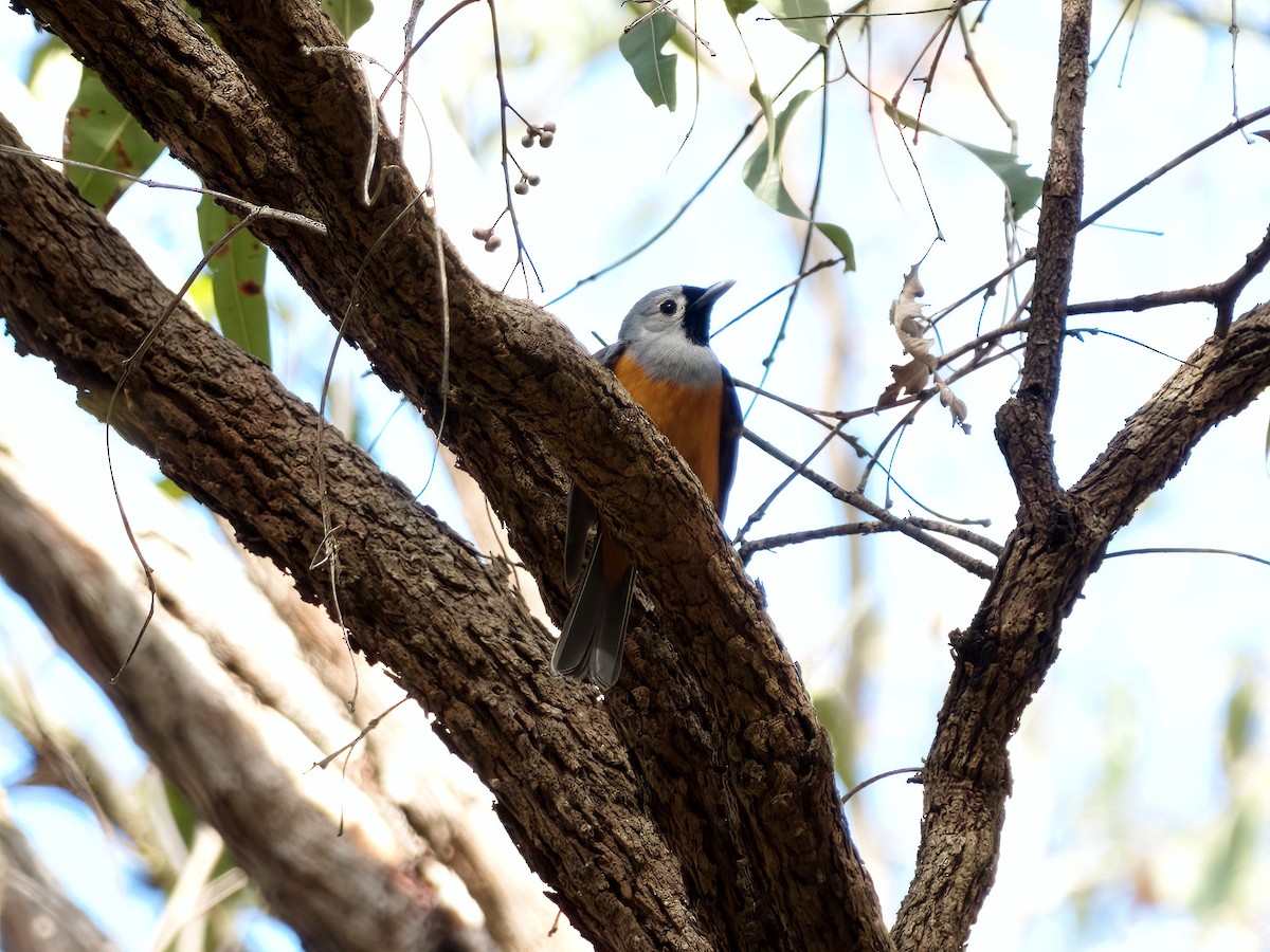 Black-faced Monarch - ML636335157
